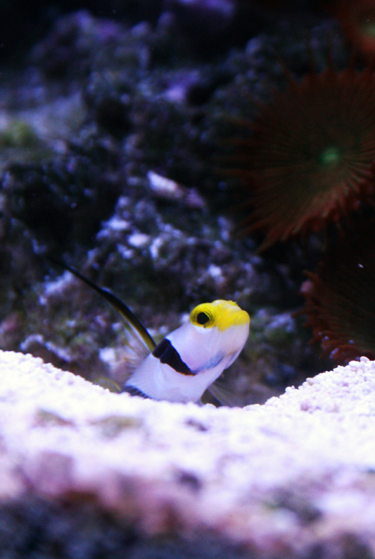 Hi-Fin Goby
